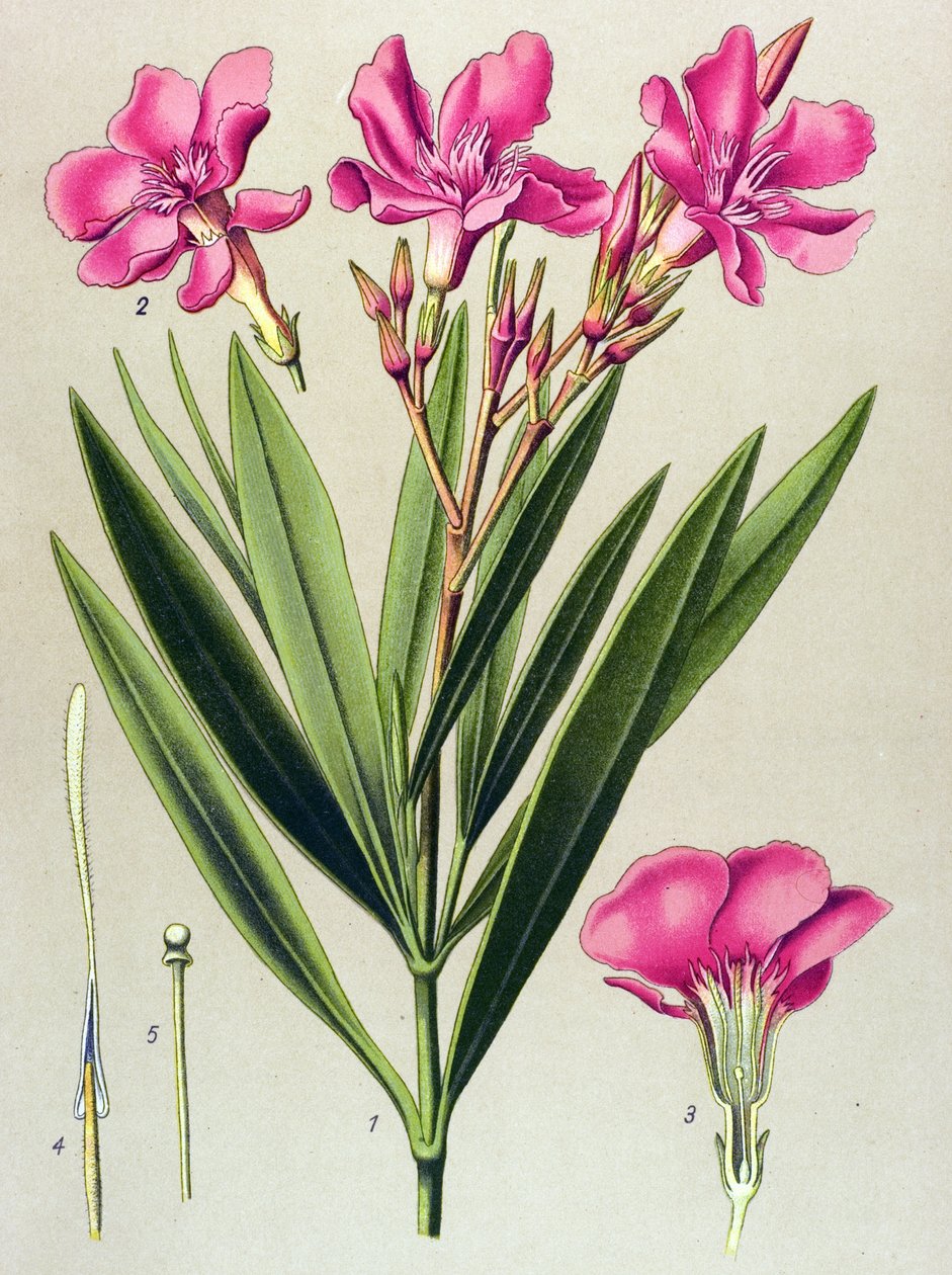 Tavola botanica, pianta velenosa e medicinale: oleandro rosa (Nerium oleander) da Unbekannter Künstler