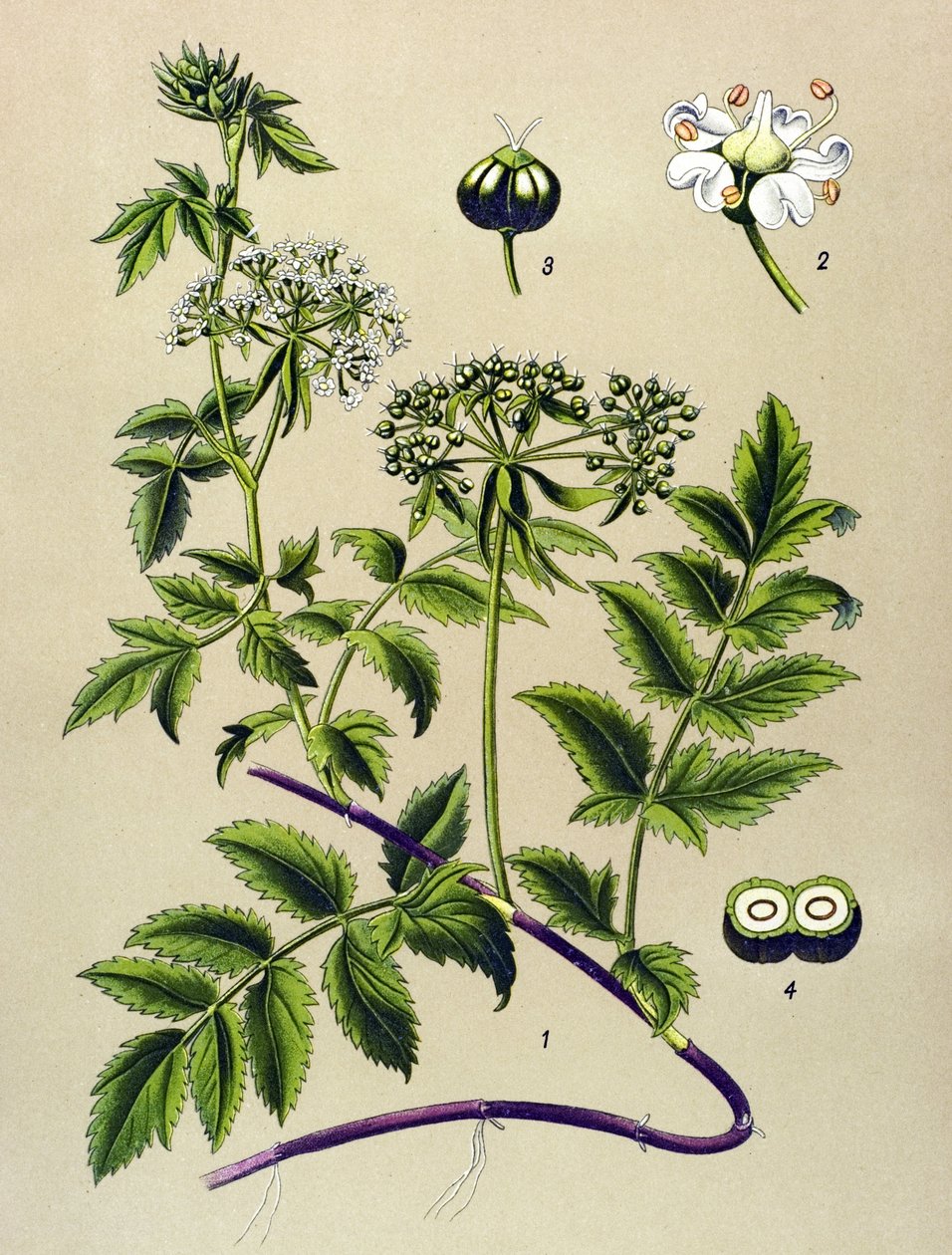 Tavola botanica, pianta velenosa: berle (Berula angustifolia) da Unbekannter Künstler