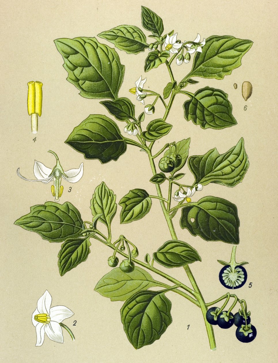 Tavola botanica, pianta velenosa: morella comune (Solanum nigrum) da Unbekannter Künstler