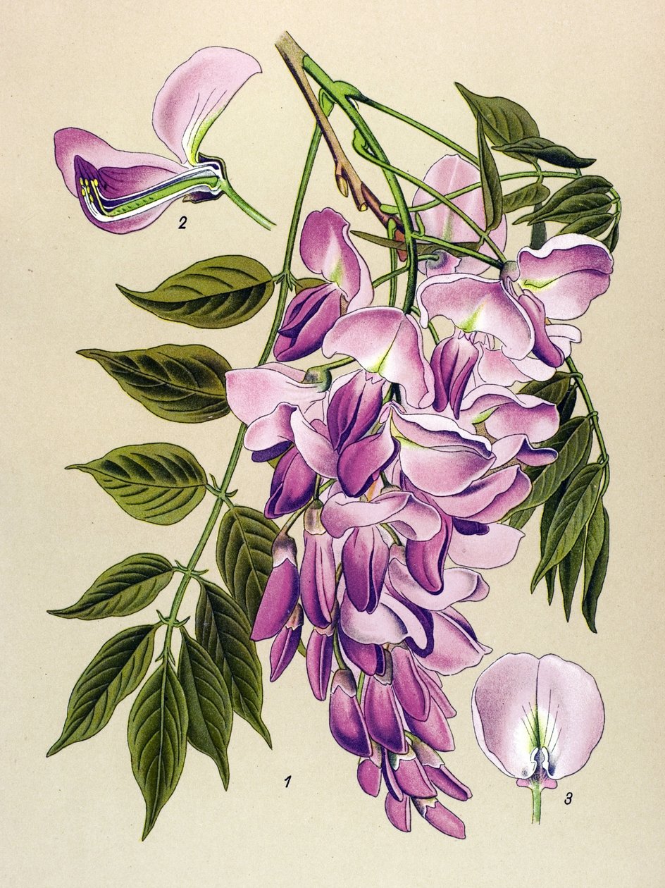 Tavola botanica, pianta velenosa: Glicine cinese (Wistaria chinensis) da Unbekannter Künstler