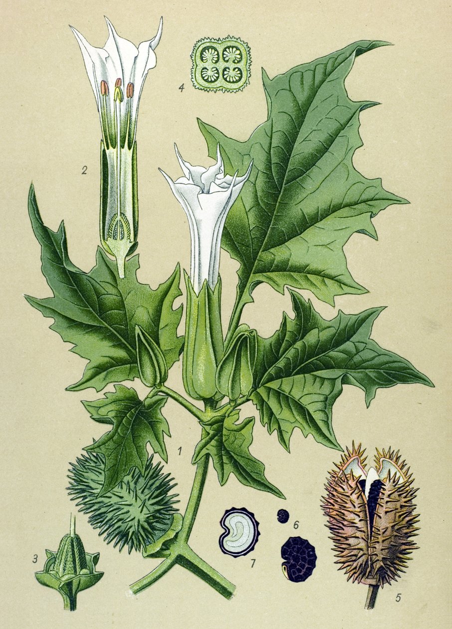 Tavola botanica, pianta velenosa (tossica): Datura stramonio o stramonio officinale (Datura Stramonium) da Unbekannter Künstler