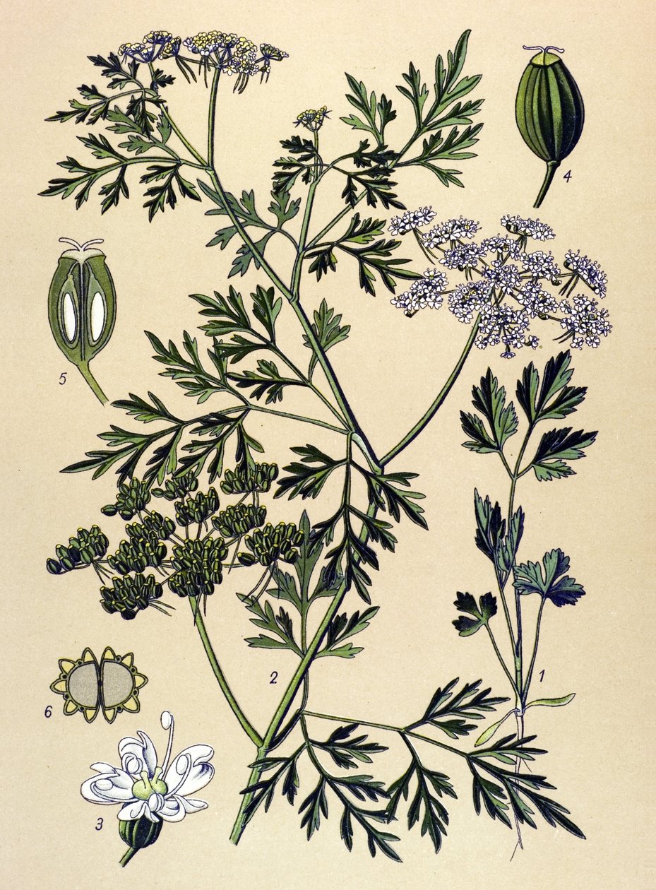 Tavola botanica, pianta velenosa: Prezzemolo del cane o falso prezzemolo (Aethusa cynapium) da Unbekannter Künstler