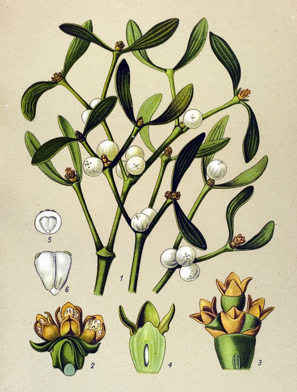 Tavola botanica, pianta velenosa: vischio (Viscum album) da Unbekannter Künstler