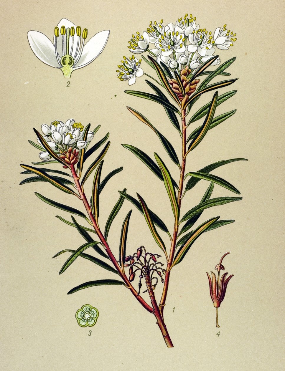 Tavola botanica, pianta velenosa: ledon delle paludi (Ledum palustre) da Unbekannter Künstler