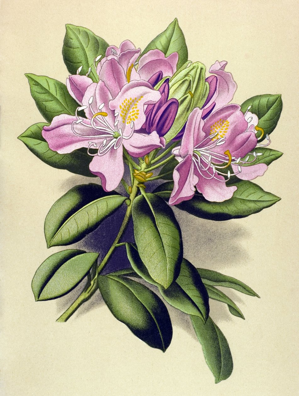 Tavola botanica, pianta velenosa: rododendro pontico (Rhododendron ponticum) da Unbekannter Künstler