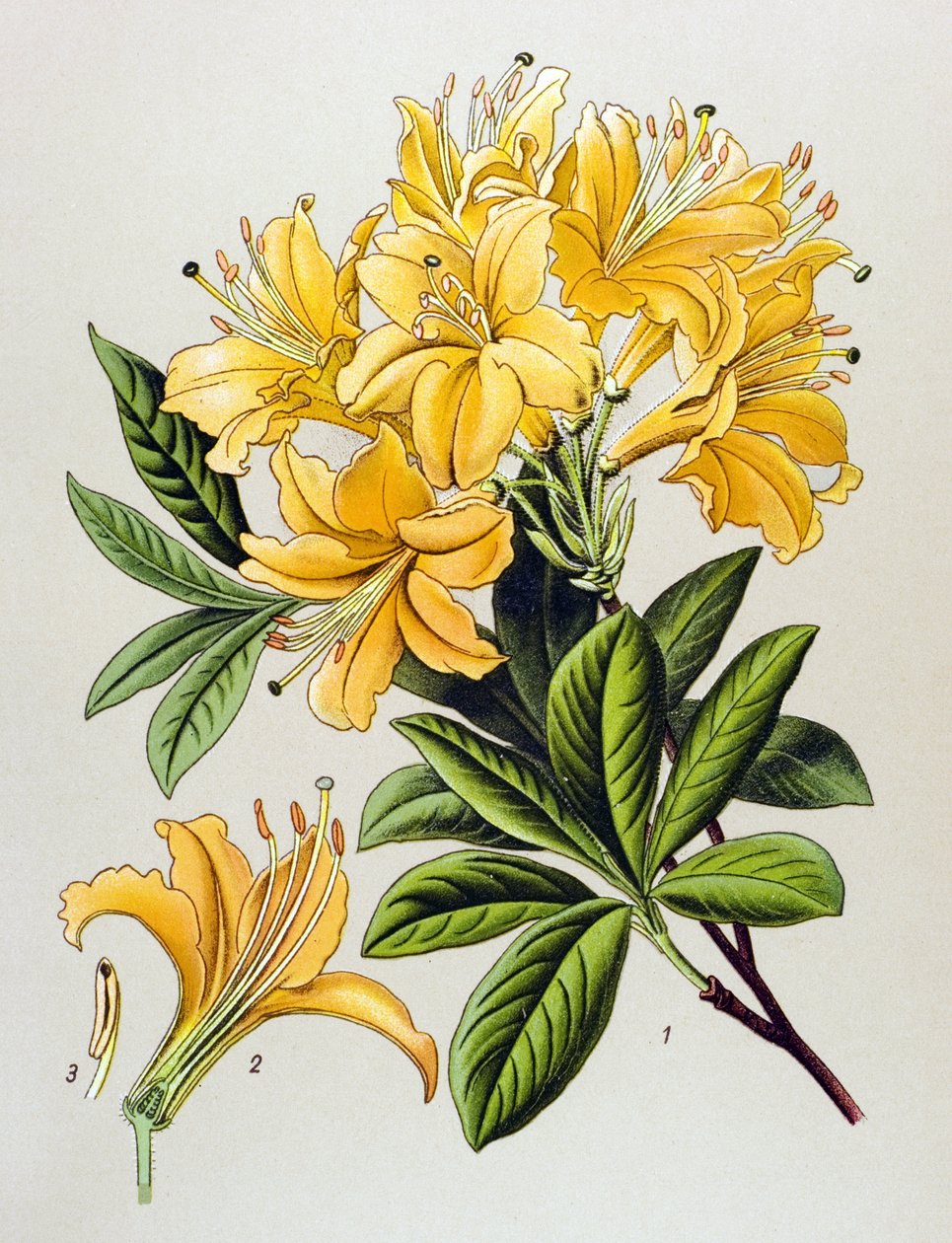 Tavola botanica, pianta velenosa: Azalea gialla (Rhododendron luteum) da Unbekannter Künstler