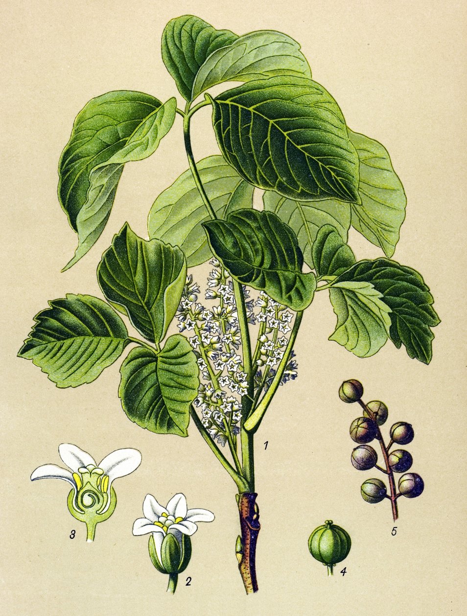 Tavola botanica, pianta velenosa (tossica): sommacco rampicante (Rhus toxicodendron) da Unbekannter Künstler