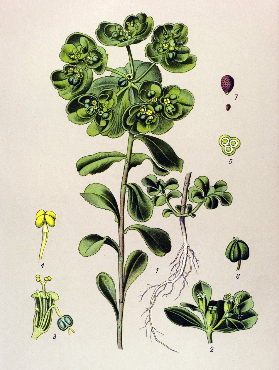 Tavola botanica, pianta velenosa: euforbia elioscopia (Euphorbia helioscopia) da Unbekannter Künstler