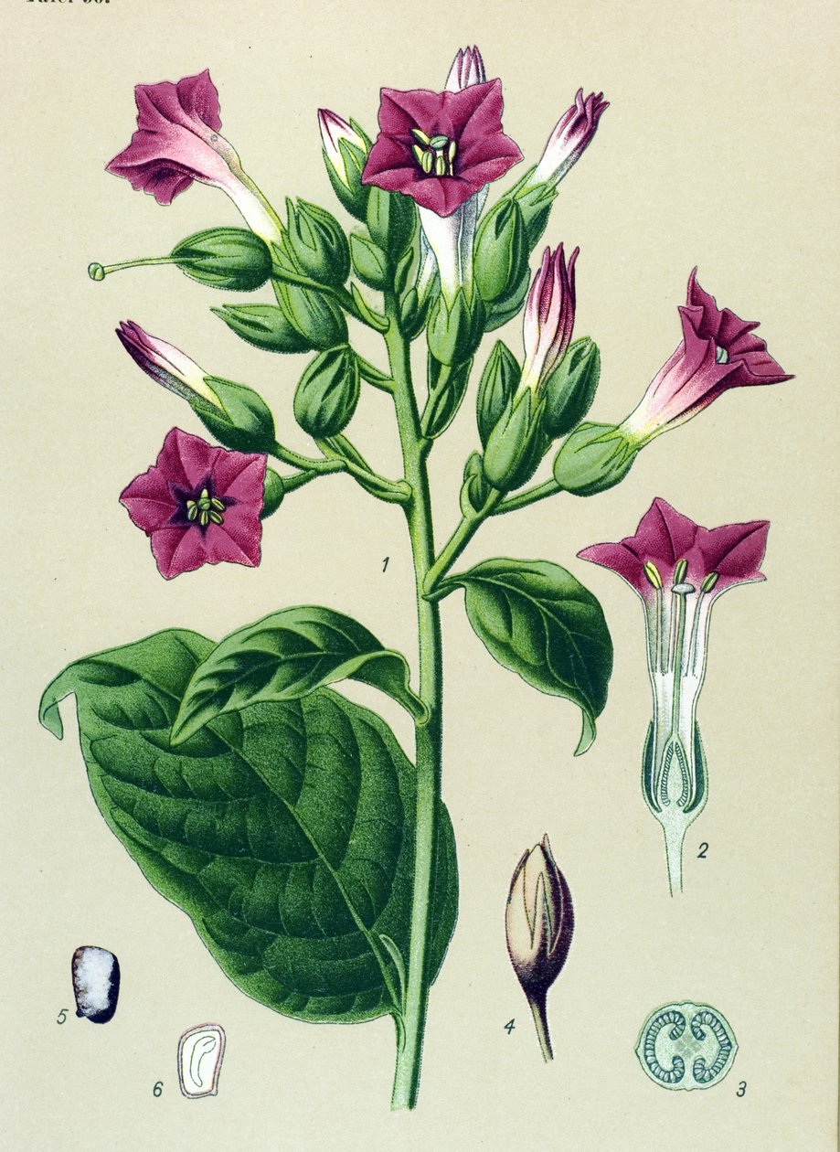 Tavola botanica, pianta velenosa: tabacco ornamentale (Nicotiana tabacum) da Unbekannter Künstler
