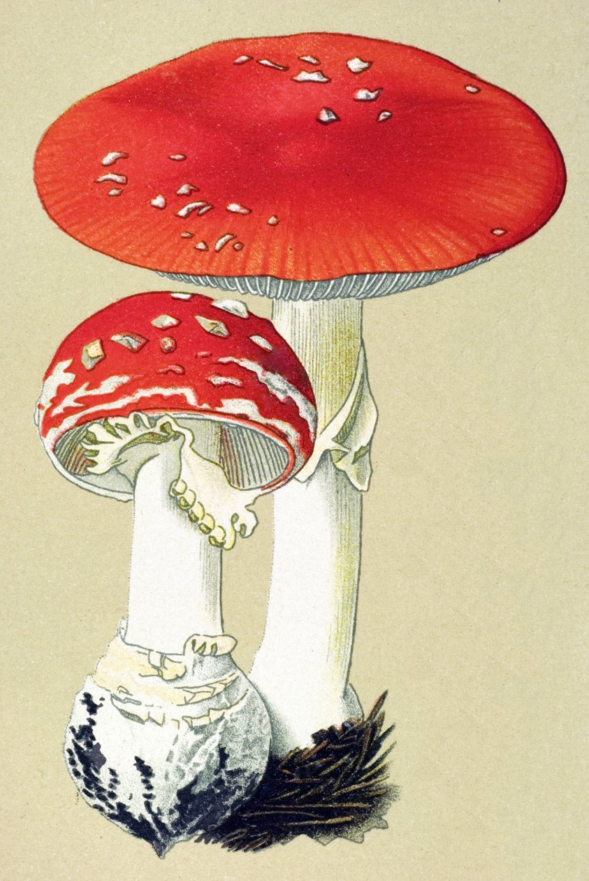 Tavola botanica con fungo tossico: amanita muscaria da Unbekannter Künstler