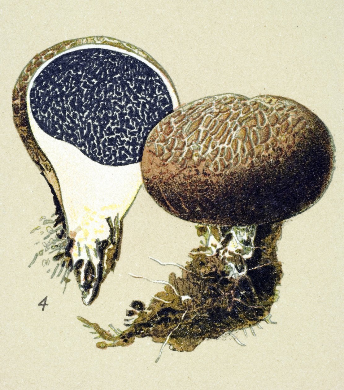Tavola botanica con fungo tossico (velenoso): scleroderma volgare (Scleroderma vulgare) da Unbekannter Künstler