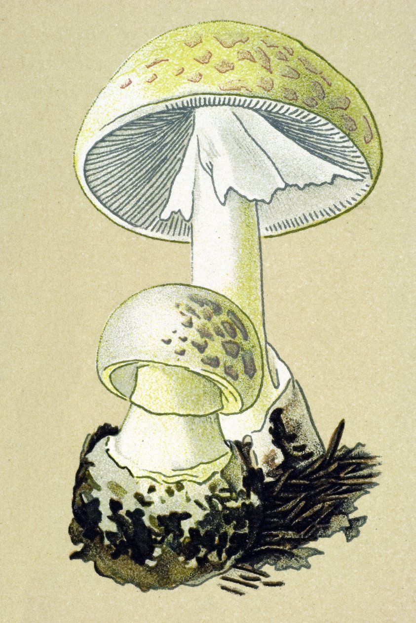 Tavola botanica con fungo tossico: amanita falloide (Amanita phalloides) da Unbekannter Künstler