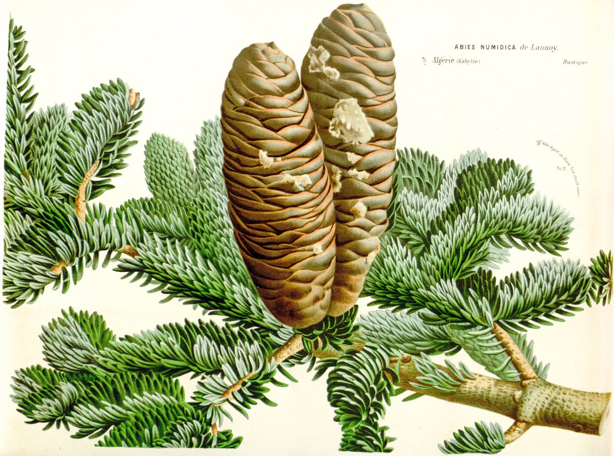 Abies numidica da Unbekannt
