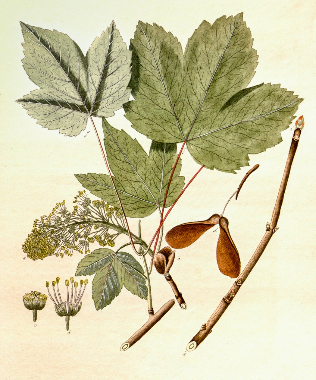 Illustrazione botanica di Acer pseudoplatanus da Unbekannt