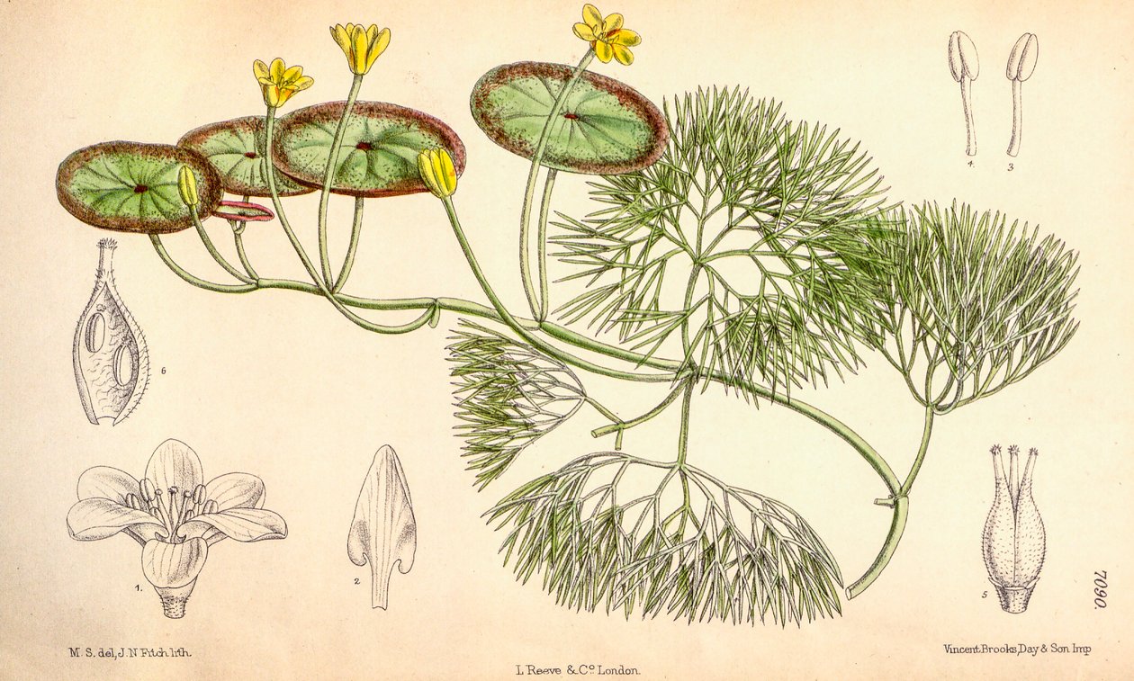 Illustrazione botanica di Cabomba aquatica da Unbekannt
