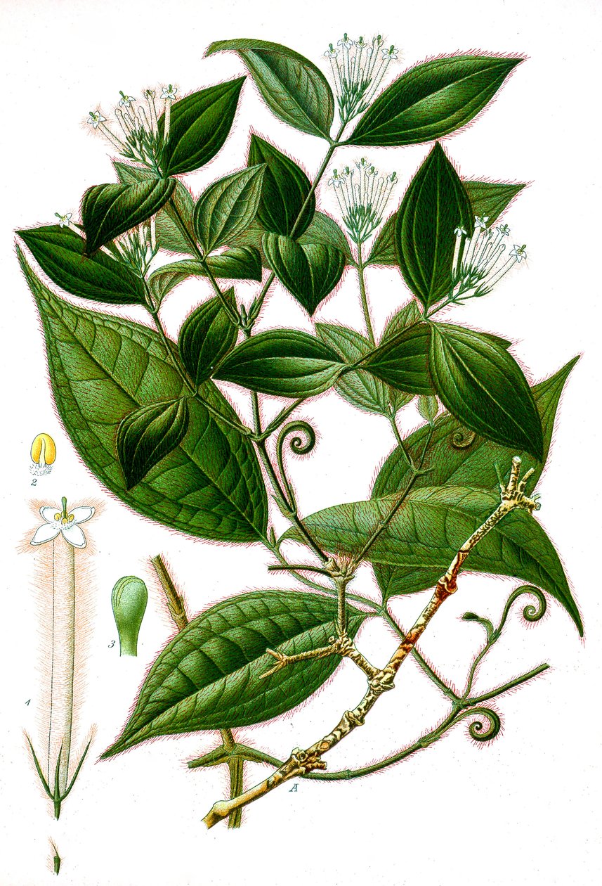 Illustrazione botanica/Strychnos toxifera/Curaro da Unbekannt