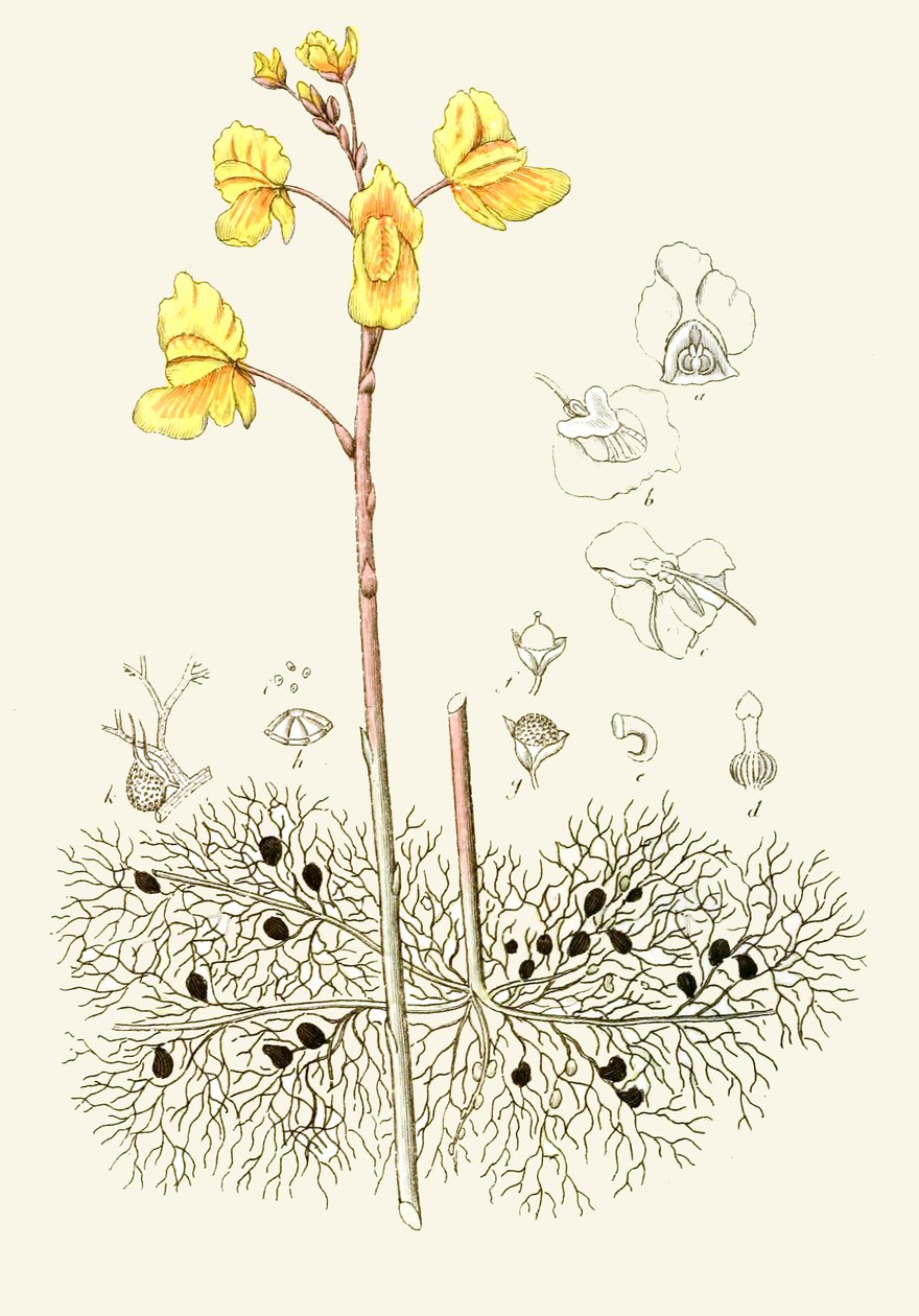 Utricularia vulgaris da Unbekannt