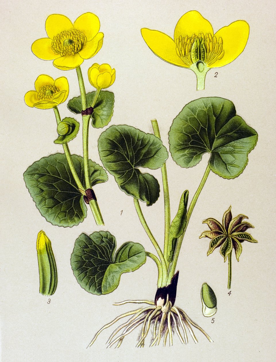 Tavola botanica, pianta velenosa: Popolazione di palude (Caltha palustris) da Unbekannter Künstler