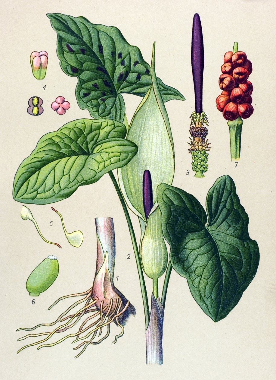 Tavola botanica. Pianta velenosa (tossica) e medicinale: guanto macchiato (Arum maculatum) da Unbekannter Künstler