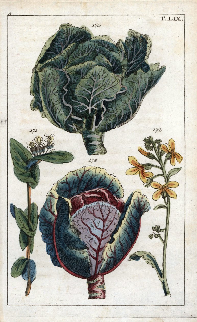 Botanica: cavolo, Brassica oleracea capitata, fiore 172 e testa di foglie 173, cavolo rosso, Brassica oleracea rubra da Unbekannter Künstler