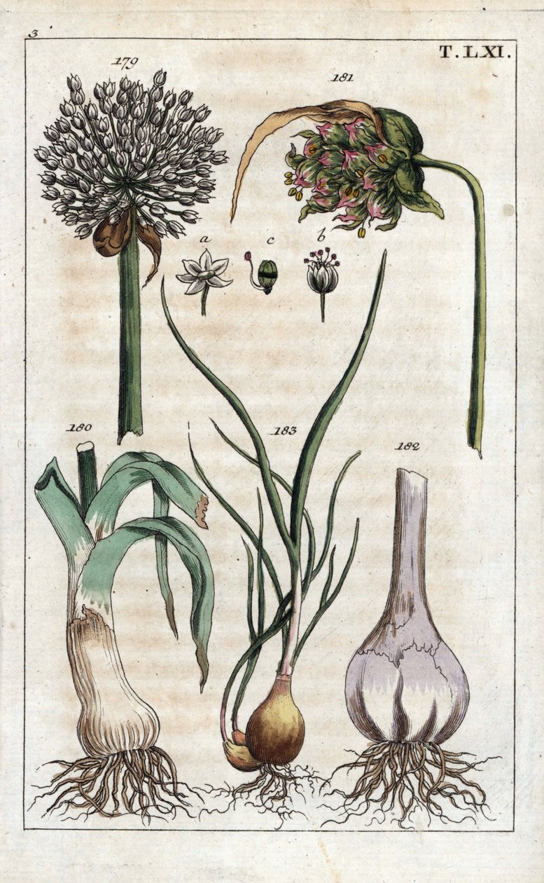 Botanica: porro, aglio, scalogno - Porro, fiore di aglio, bulbo di aglio e scalogno da Unbekannter Künstler