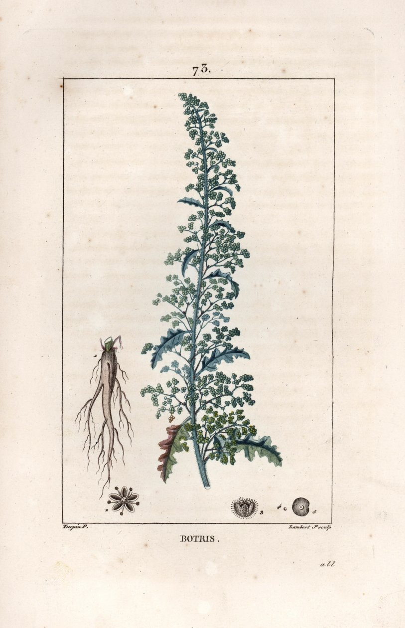 Botris (Chenopodium botrys) - Incisione di Lambert fils, da un disegno di Pierre Jean Francois Turpin (1775-1840), da La flore médicale, di Chaumeton, Poiret et Chamberet, Parigi 1830 da Unbekannter Künstler
