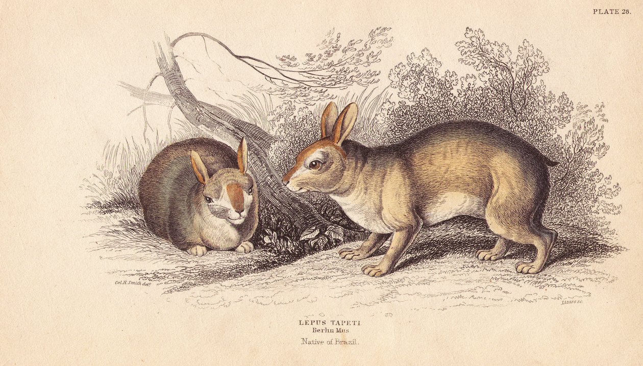 Coniglio brasiliano, Sylvilagus brasiliensis da Unbekannter Künstler