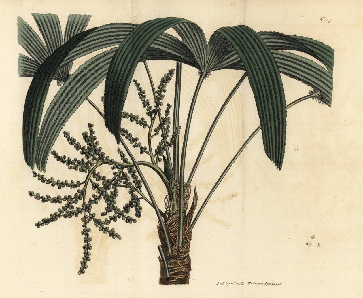 Palma da ventaglio a foglia larga, Rhapis excelsa (Maschio nano di ratan, Rhapis flabelliformis mas) da Unbekannt