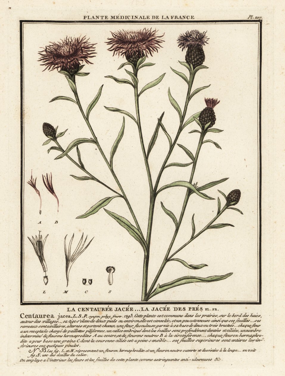 Fiordaliso bruno, Centaurea jacea da Unbekannter Künstler