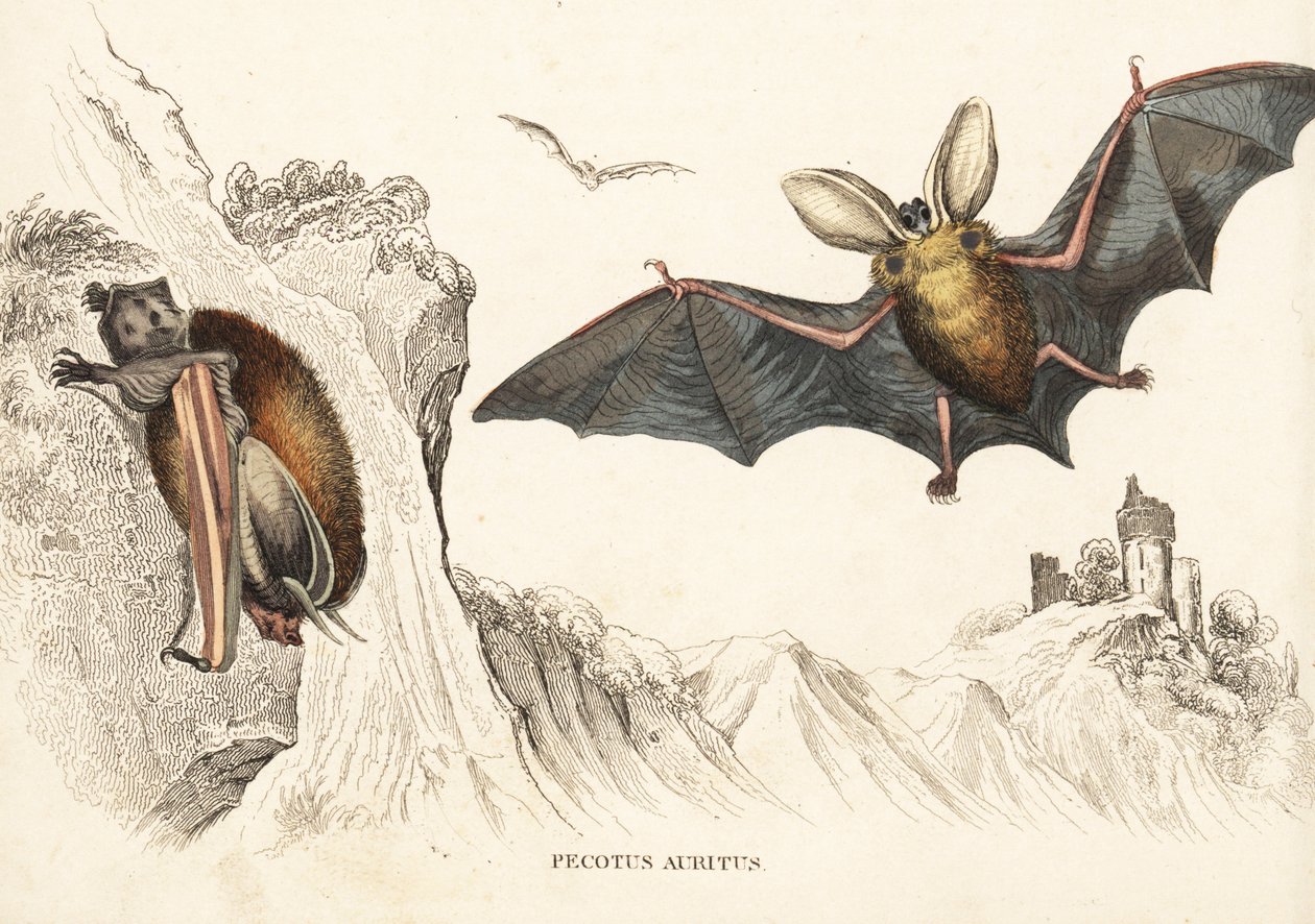 Pipistrello marrone dalle orecchie lunghe o pipistrello comune dalle orecchie lunghe. Incisione in acciaio colorata a mano da Georg Friedrich Treitschke