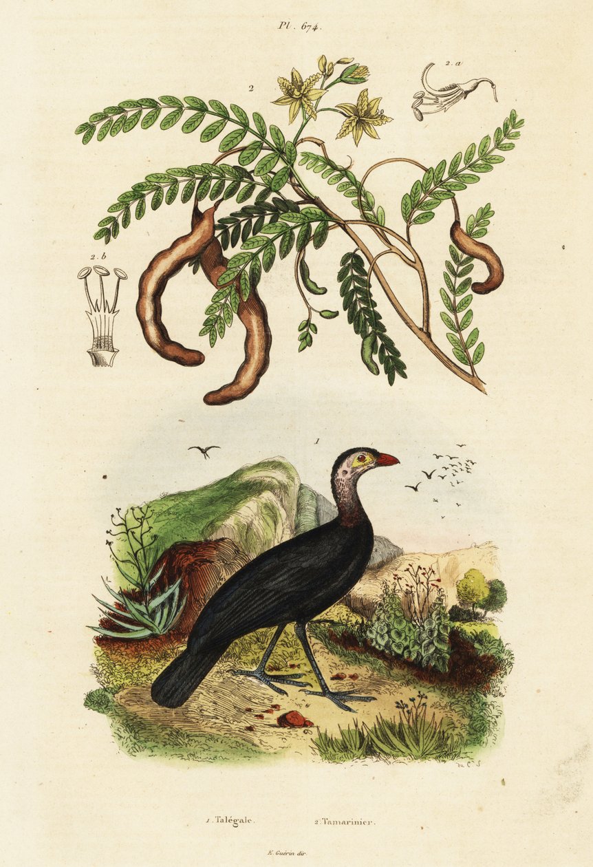 Tacchino spazzola e tamarindo, 1834-1839 (incisione) da Unbekannter Künstler