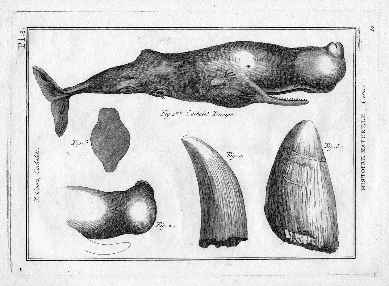 Cachalot trumpo (un trompe) in "Painting Encyclopedique et Methodique des trois Regnes de la Nature" di Pierre Joseph Bonnaterre (1762-1804). Parigi 1784 da Unbekannter Künstler