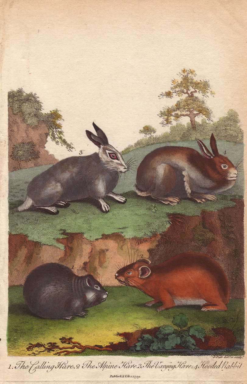 Lepre chiamante, lepre alpina, lepre variabile e coniglio incappucciato, Oryctolagus cuniculus, Lepus capensis, Lepus timidus da Unbekannter Künstler