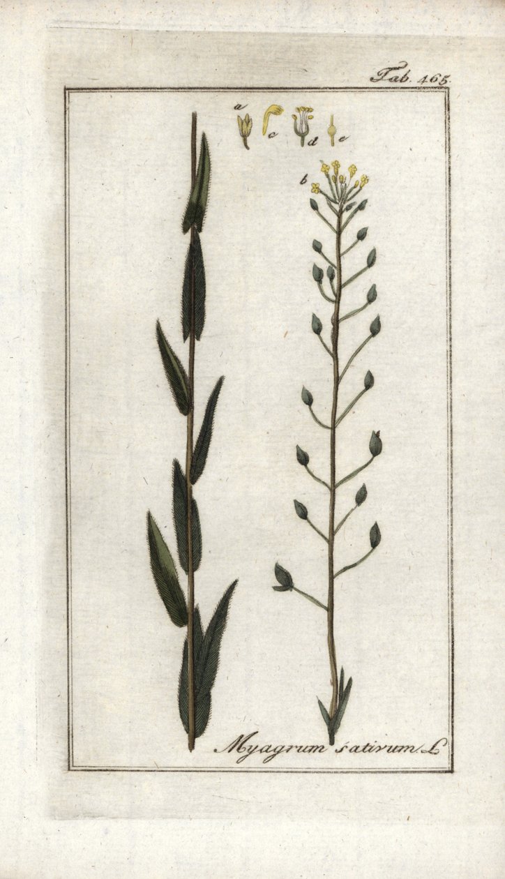 Camelina sativa da Unbekannter Künstler