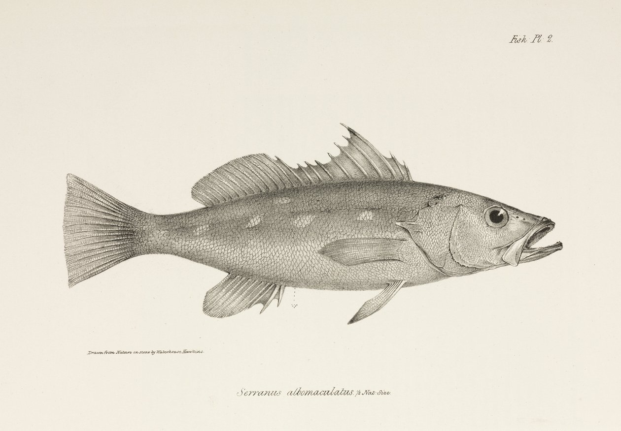 Camotillo, Oceano Pacifico, c. 1832-1836 da Unbekannter Künstler