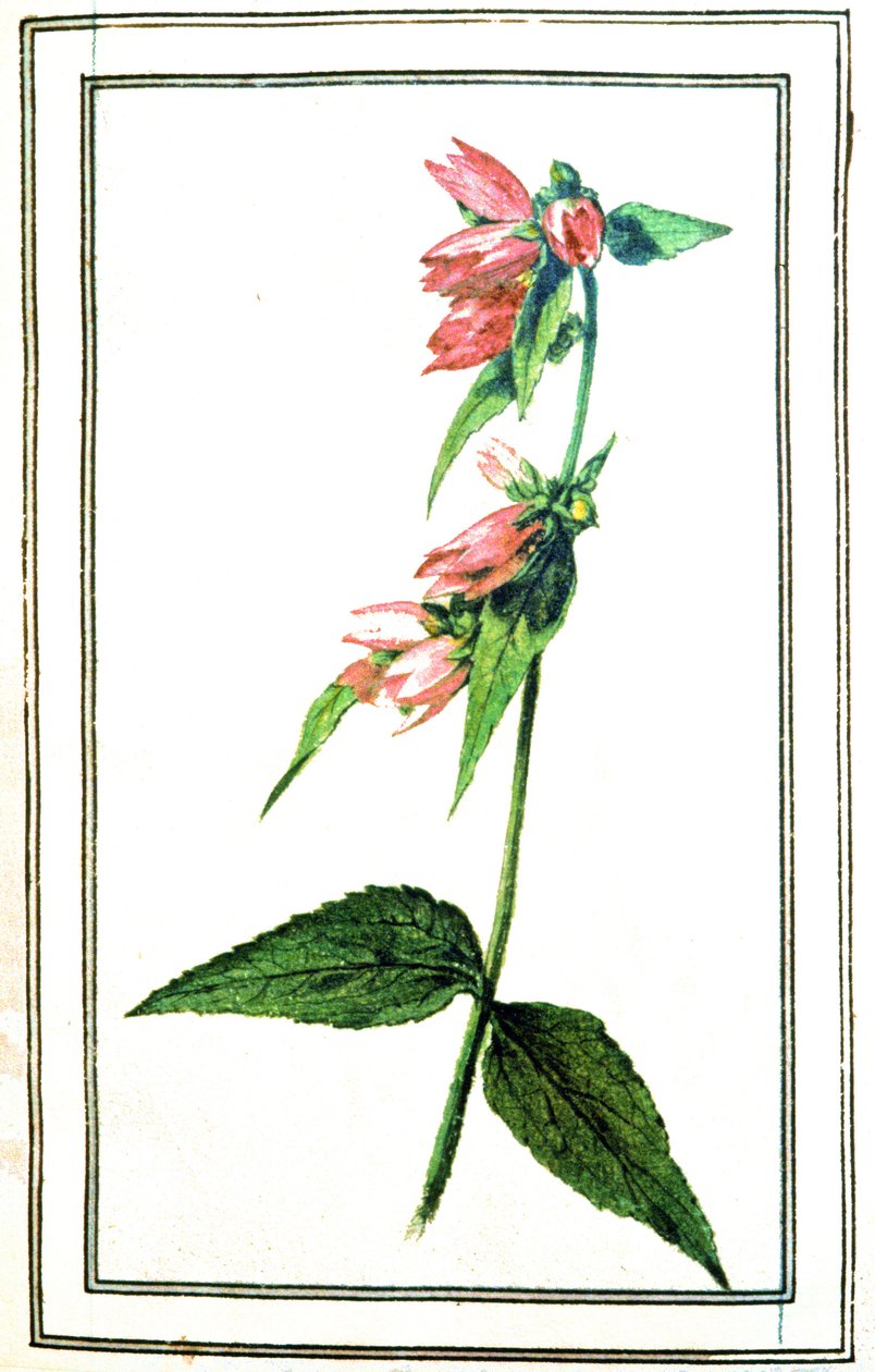 Campanula comune da Unbekannter Künstler