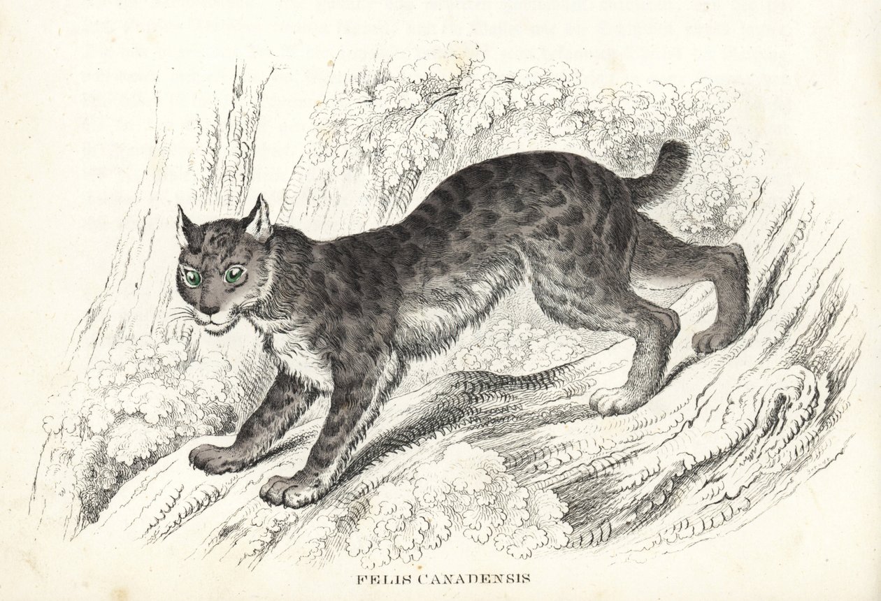 Lince canadese, Lynx canadensis (Felis canadensis). Litografia colorata a mano dalla 