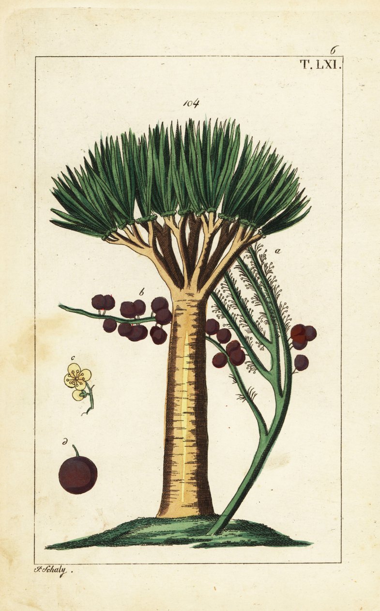 Drago delle Canarie, Dracaena draco. Vulnerabile da Unbekannter Künstler