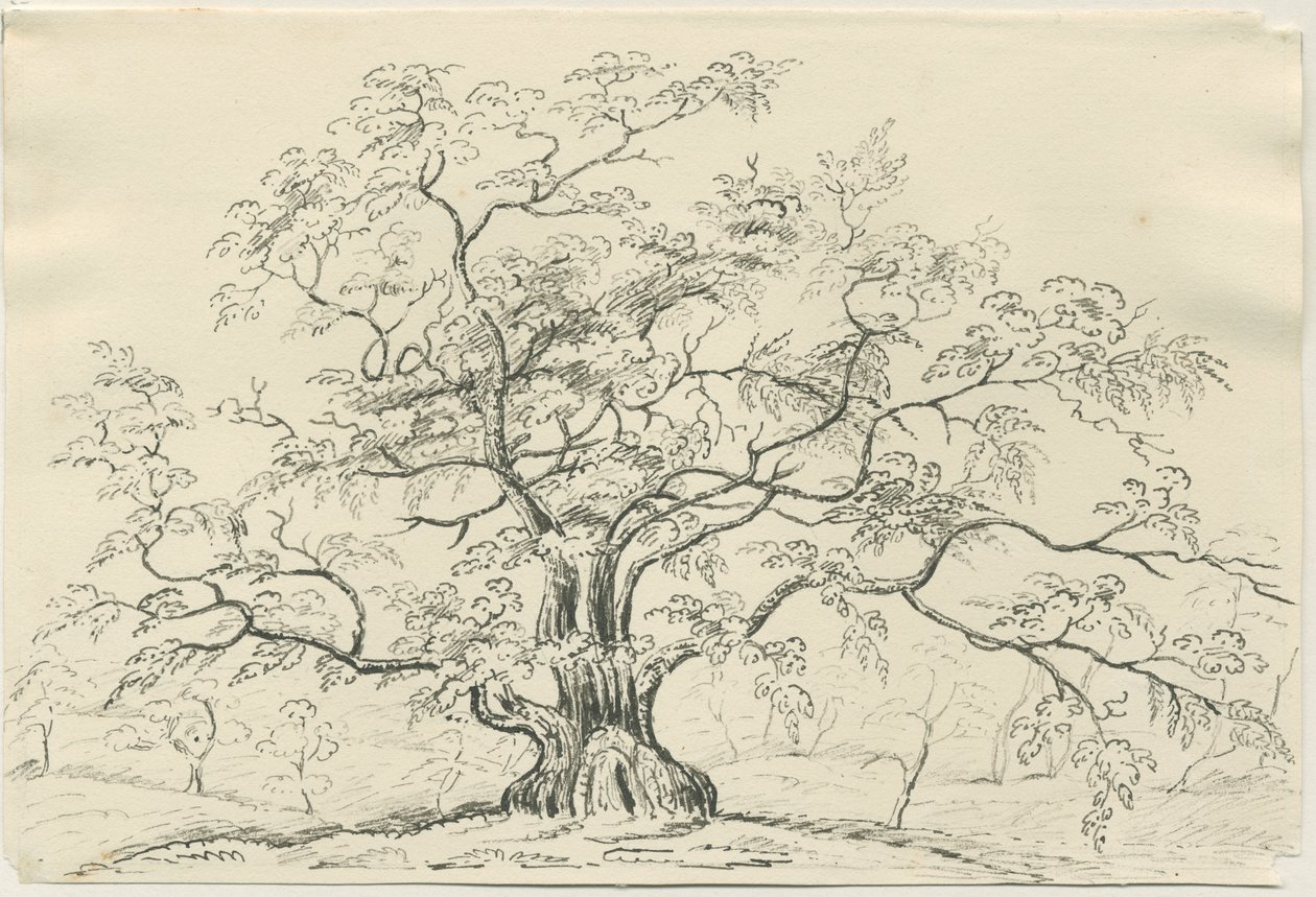 Cannock Chase: disegno a penna e matita, XIX secolo da Unbekannt