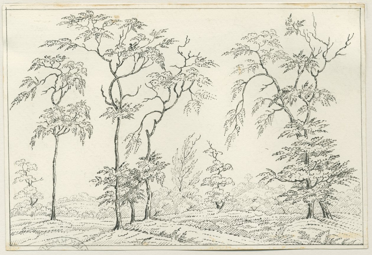 Cannock Chase: disegno a penna e matita, nd [?XIX sec] da Unbekannt