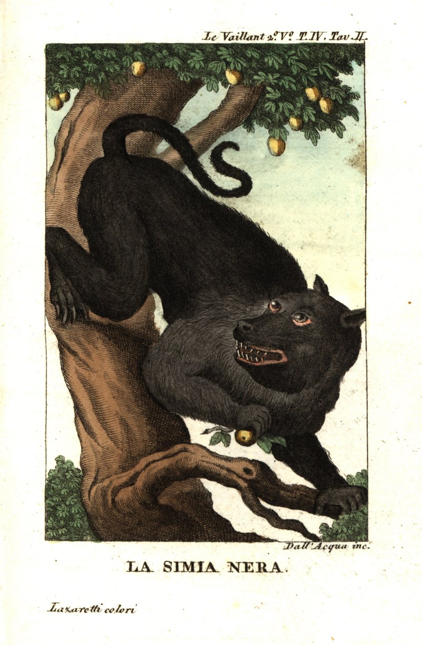 Babbuino del Capo o babbuino chacma, Papio ursinus. Da Francois Le Vaillant (Levaillant da Unbekannter Künstler
