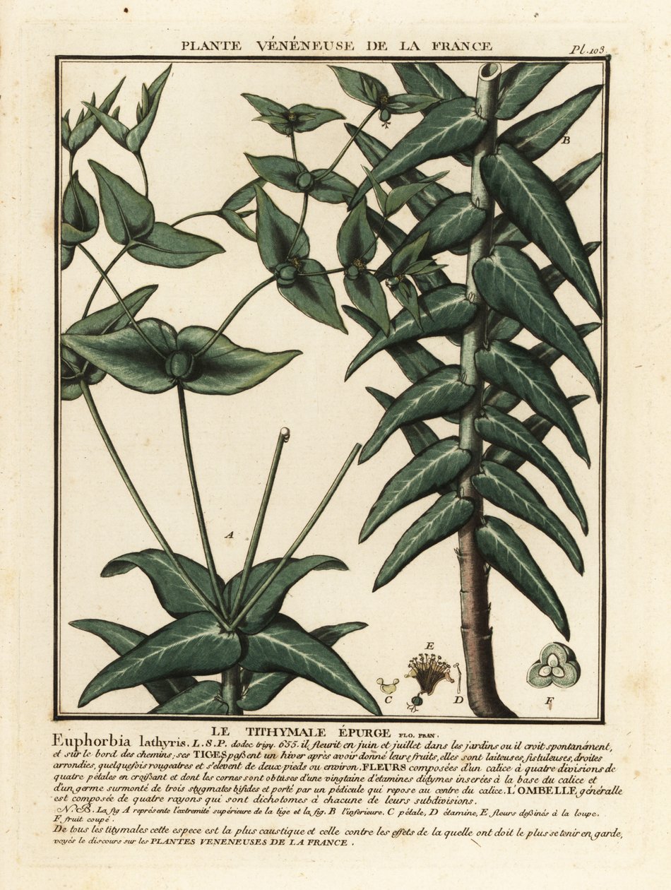 Euforbia lathyris da Unbekannter Künstler
