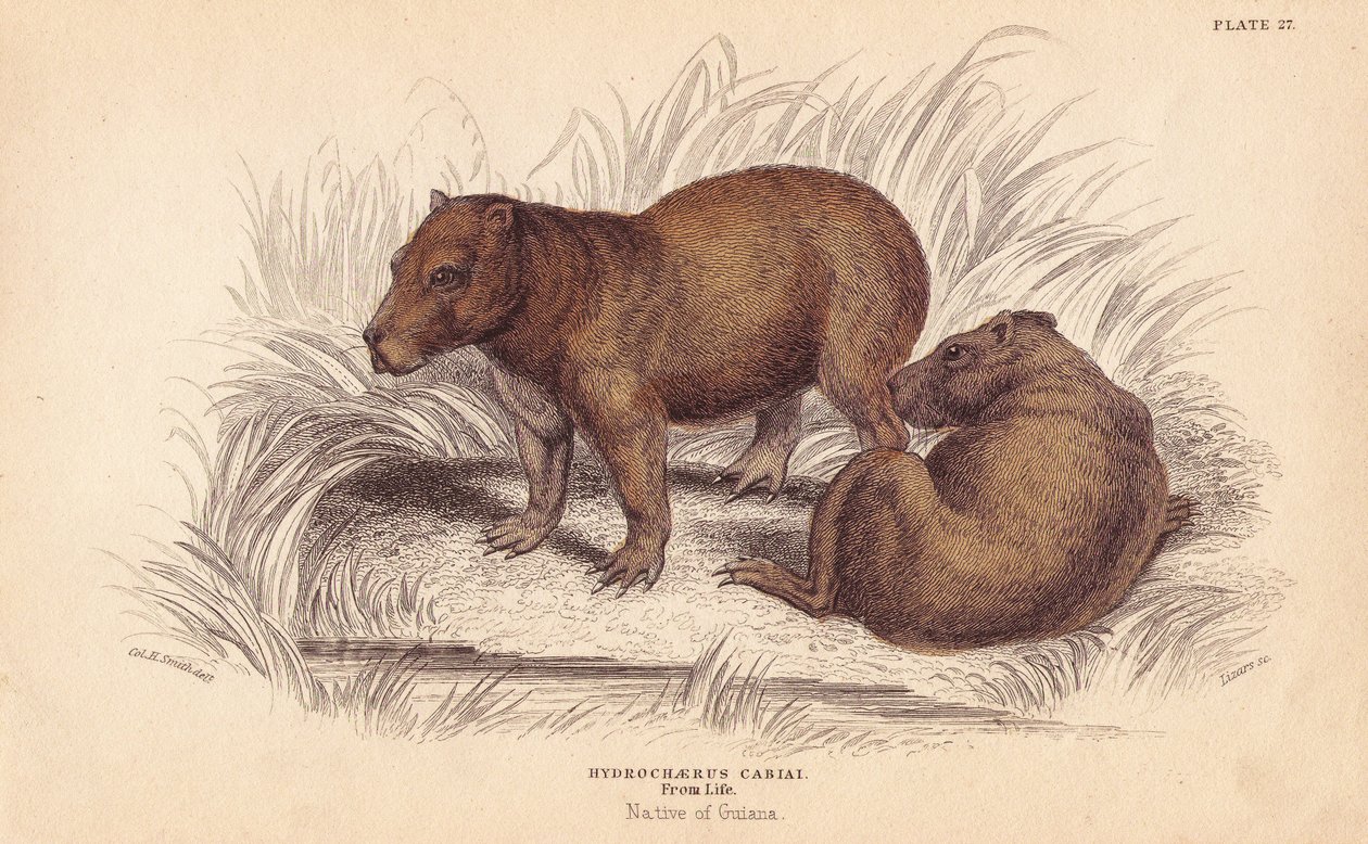 Capibara, Hydrochoerus hydrochaeris da Unbekannter Künstler