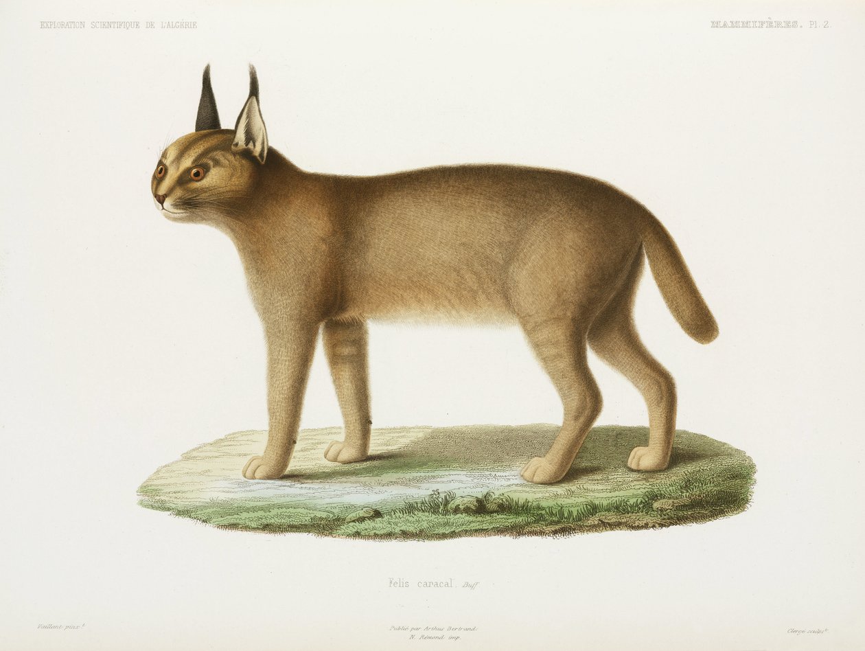Caracal, Algeria da Unbekannt