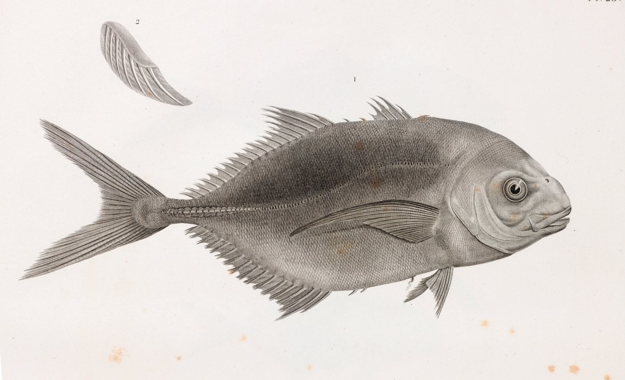 Caranx Sauteur (dettaglio) da Unbekannt