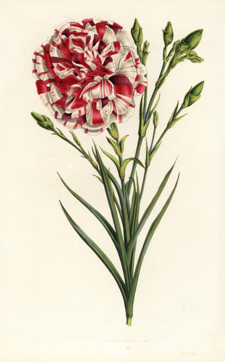 Garofano ibrido, Louis Napoleon, Dianthus caryophyllus. Litografia colorata a mano da Flowers of the Gardens and Hothouses of Europe di Louis van Houtte e Charles Lemaire, Flore des Serres et des Jardins de l