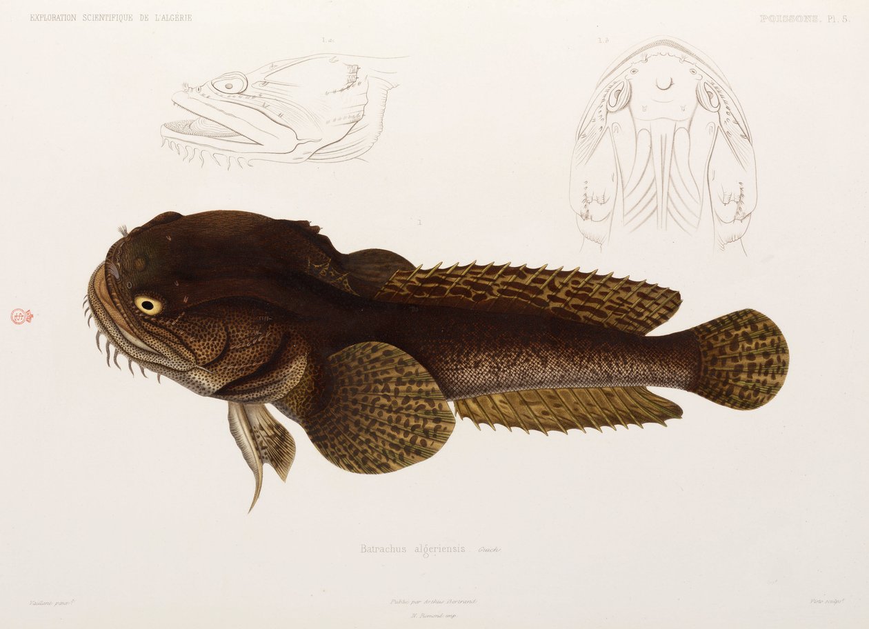 Pesce gatto, Algeria da Unbekannter Künstler