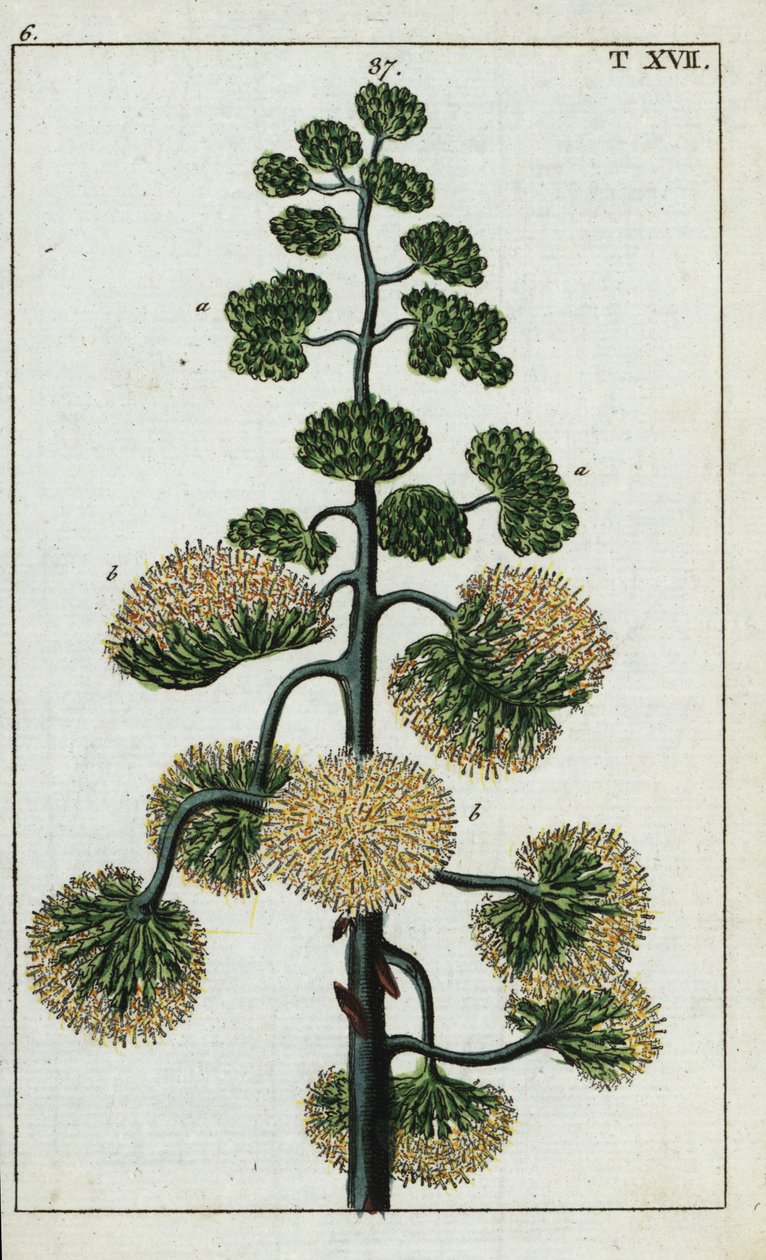 Pianta del secolo, Agave americana da Unbekannter Künstler