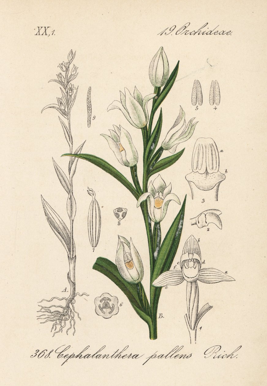 Cephalanthere a foglie lunghe - Elleborina a foglie di spada, Cephalanthera longifolia (Cephalanthera pallens). Litografia colorata a mano da Flora tedesca di Diederich von Schlechtendal (Flora von Deutschland), Jena da Unbekannter Künstler