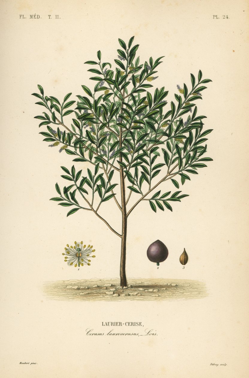 Alloro ciliegio o alloro inglese, Prunus laurocerasus, Cerasus ...